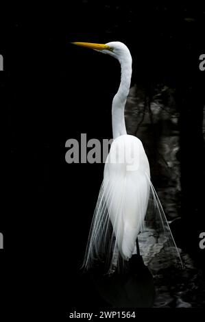 Großreiher (Ardea alba) in Zuchtgefieder, Florida, USA. Stockfoto