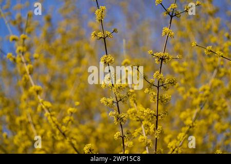 Cornus MAS, auch bekannt als cornel (Cornelian Cherry, European cornel oder Cornelian Cherry Dogwood) Stockfoto