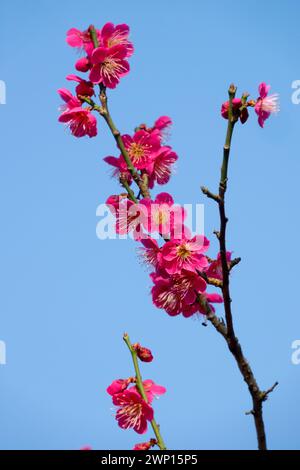 Blütenzweig Prunus mume Beni Chidori blühende Winterblume Prunus Beni-Chidori Twig blühender Sträucher Stockfoto