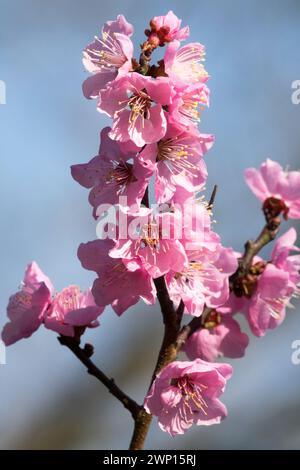 Pink Prunus Mume Blume Prunus Blüten Zweig Blumen Prunus Winterblüten Spätwinterblume Twig blüht März hell Rosa Prunus Blüte Stockfoto