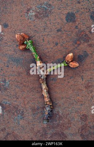 Knorriger Zweig einer englischen Eiche mit fünf hellbraunen Knospen, die sich auf Sandstein vorbereiten Stockfoto