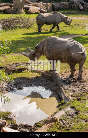 Vertikale Ansicht der östlichen schwarzen Nashörner im Zoo. Diceros bicornis Michaeli ist ein schweres Säugetier mit Horn. Kritisch Gefährdetes Tier. Stockfoto