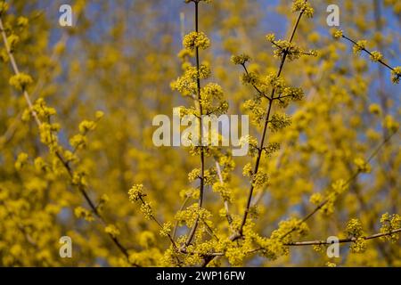 Cornus MAS, auch bekannt als cornel (Cornelian Cherry, European cornel oder Cornelian Cherry Dogwood) Stockfoto