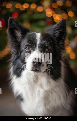 Nahaufnahme des Border Collie Portraits mit weihnachtlichem Bokeh Hintergrund. Niedlicher vertikaler Schwarzweiß-Hund. Stockfoto