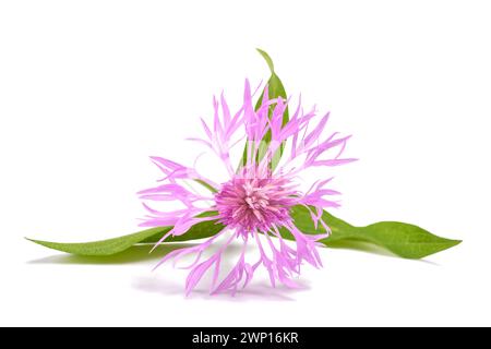 Kurze umrandete, auf weißem Hintergrund isolierte Blüten-Krabbenkrautblüte Stockfoto