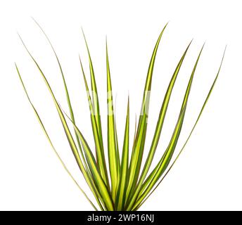 Dracaena marginata Pflanze isoliert auf Weiss Stockfoto