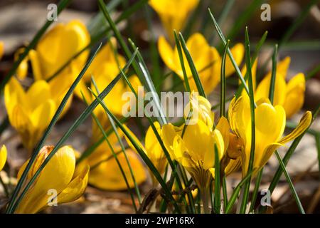 Crocus chrysanthus Fuscotinctus gelbe Frühlingsblumen März Crocus chrysanthus Spätwintercrocuses blühende Schneekrokus Marschblumen Goldenes Krokus Stockfoto