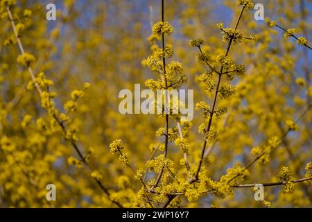 Cornus MAS, auch bekannt als cornel (Cornelian Cherry, European cornel oder Cornelian Cherry Dogwood) Stockfoto