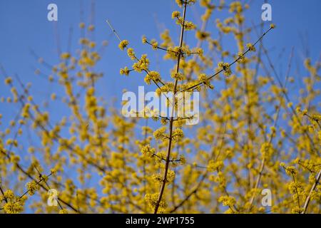 Cornus MAS, auch bekannt als cornel (Cornelian Cherry, European cornel oder Cornelian Cherry Dogwood) Stockfoto