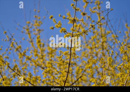 Cornus MAS, auch bekannt als cornel (Cornelian Cherry, European cornel oder Cornelian Cherry Dogwood) Stockfoto