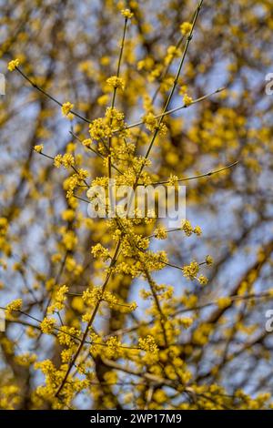 Cornus MAS, auch bekannt als cornel (Cornelian Cherry, European cornel oder Cornelian Cherry Dogwood) Stockfoto