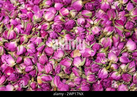 Trockene Rosen für Kräutertee, lila Blumen für Hintergrund Stockfoto