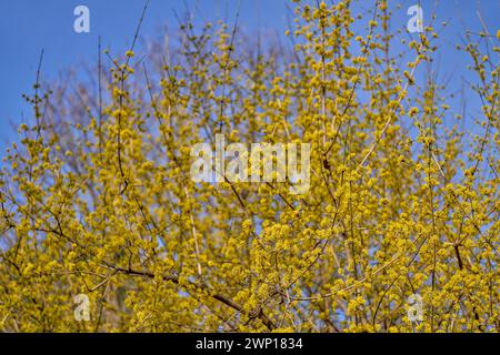 Cornus MAS, auch bekannt als cornel (Cornelian Cherry, European cornel oder Cornelian Cherry Dogwood) Stockfoto