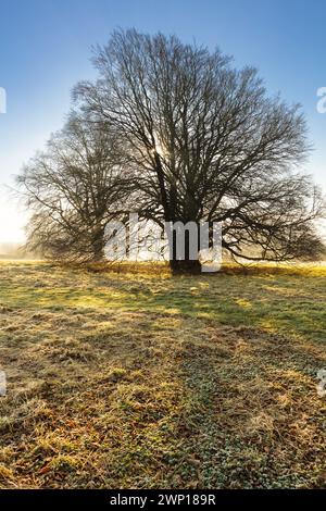 Buche, gemeine europäische Buche, Fagus Sylvatica, Blick auf das Wintermorgen Parkland in Wiltshire England. Stockfoto