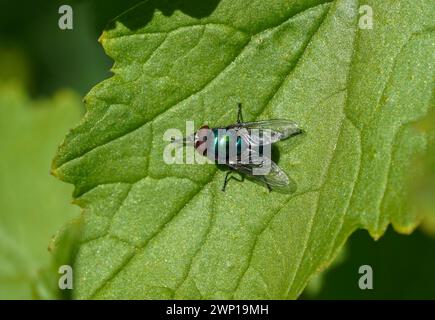Gemeinsame grüne Flaschenfliege, Lucilia sericata auf einem Blatt im Frühling, Spanien. Stockfoto