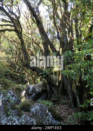 Portugal. März 2023. Lorbeerwald in der Nähe des Plateaus Paul da Serra im Westen der Atlantikinsel Madeira, einer autonomen Region Portugals. Laurisilva von Madeira ist ein Schutzgebiet für den Lorbeerwald auf Madeira. Seit 1999 gehört sie zum UNESCO-Weltkulturerbe. Quelle: Beate Schleep/dpa/Alamy Live News Stockfoto