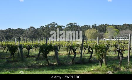 Voyager Weingut nahe Margaret River (WA) Stockfoto