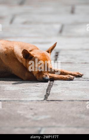 Ein Welpe, der auf dem Boden am Eingang zu einem Tempel schläft. Stockfoto