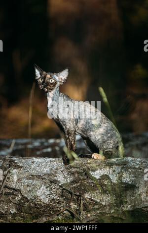 Niedliche, lustige, neugierige Gray Devon Rex Katze, die auf einem umgefallenen Baumstamm im Wald sitzt. Gehorsame Devon Rex Katze Mit Creme Fur Color. Katzenporträt Stockfoto
