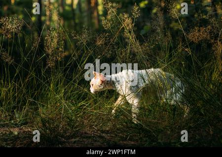 Niedlich lustig neugierig verspielt wunderschöne Devon Rex Katze, die im Parkgras spaziert. Gehorsame Devon Rex Katze Mit Creme Fur Color. Katzenporträt. Unglaublich Glücklich Stockfoto