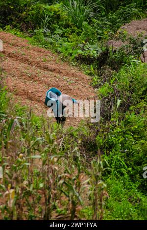 Vietnamesische Person, die an ihren Ernten arbeitet. Stockfoto