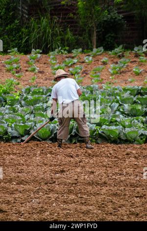 Vietnamesische Person, die an ihren Ernten arbeitet. Stockfoto