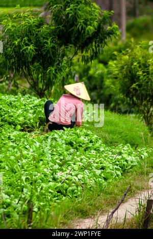 Vietnamesische Person, die an ihren Ernten arbeitet. Stockfoto