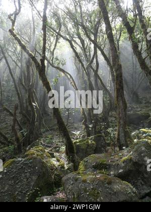 Portugal. März 2023. Sonnenlicht durchdringt den dichten Lorbeerwald in der Nähe des Plateaus Paul da Serra im Westen der Atlantikinsel Madeira, einer autonomen Region Portugals. Laurisilva von Madeira ist ein Schutzgebiet für den Lorbeerwald auf Madeira. Seit 1999 gehört sie zum UNESCO-Weltkulturerbe. Quelle: Beate Schleep/dpa/Alamy Live News Stockfoto