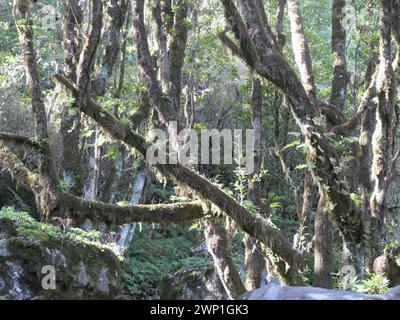 Portugal. März 2023. Lorbeerwald in der Nähe des Plateaus Paul da Serra im Westen der Atlantikinsel Madeira, einer autonomen Region Portugals. Laurisilva von Madeira ist ein Schutzgebiet für den Lorbeerwald auf Madeira. Seit 1999 gehört sie zum UNESCO-Weltkulturerbe. Quelle: Beate Schleep/dpa/Alamy Live News Stockfoto