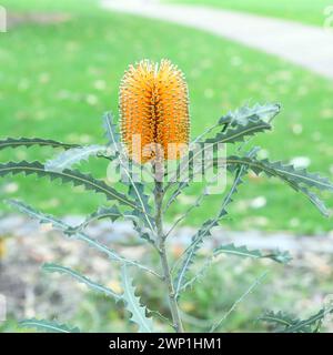 Banksia Ashbyi, auch bekannt als Ashby’s banksia, ist eine in Westaustralien endemische Strauchart Stockfoto