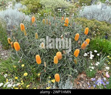 Banksia Ashbyi, auch bekannt als Ashby’s banksia, ist eine in Westaustralien endemische Strauchart Stockfoto