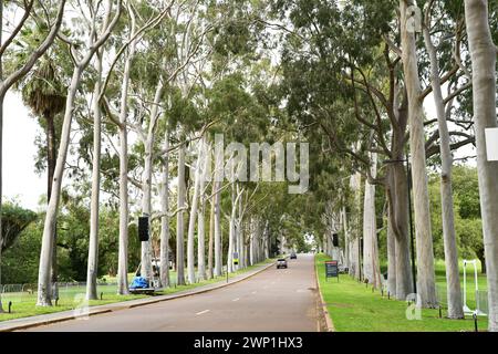 Die Fraser Avenue in King's Park, Perth (WA) ist von Karri-Bäumen gesäumt Stockfoto