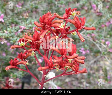 Anigozanthos rufus ist eine immergrüne mehrjährige Pflanze, die an der Südküste Westaustraliens beheimatet ist. Gebräuchliche Namen sind rote oder karmesinrote Kängurupfote Stockfoto