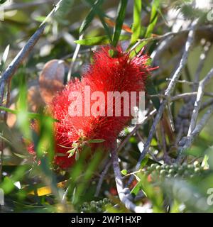 Melaleuca phoenicea, allgemein bekannt als scharlachrote Flaschenbürste oder kleiner Flaschenbürste Stockfoto