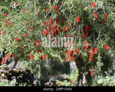 Melaleuca phoenicea, allgemein bekannt als scharlachrote Flaschenbürste oder kleiner Flaschenbürste Stockfoto