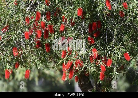 Melaleuca phoenicea, allgemein bekannt als scharlachrote Flaschenbürste oder kleiner Flaschenbürste Stockfoto