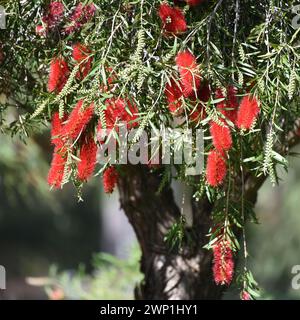 Melaleuca phoenicea, allgemein bekannt als scharlachrote Flaschenbürste oder kleiner Flaschenbürste Stockfoto