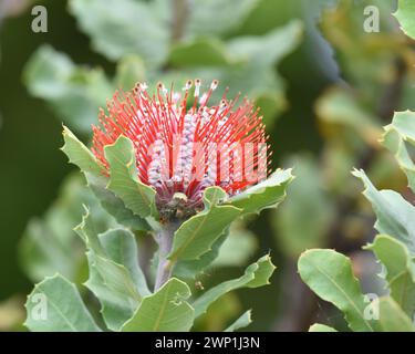 Banksia coccinea, allgemein bekannt als die scharlachrote banksia Stockfoto