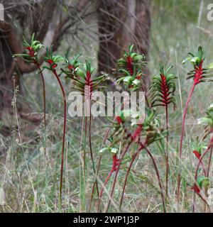 Anigozanthos manglesii, allgemein bekannt als die rot-grüne Kängurupfote; dies ist auch das auffällige Blumenemblem Westaustraliens Stockfoto