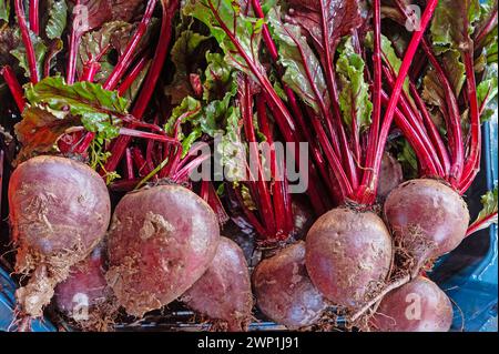 Rote Bete am Marktstand Stockfoto