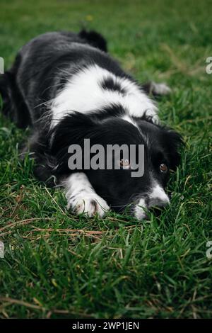 Der schwarz-weiße Border Collie hat seinen Kopf auf dem grünen Gras und posiert mit traurigen braunen Augen. Ein entzückender, kluger Hund führt einen Trick beim Gehen aus Stockfoto