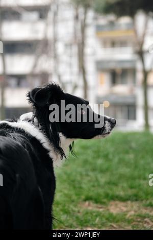 Ein schwarz-weißer Border Collie spaziert in einem Quellpark auf dem grünen Gras und posiert. Ein charmanter Hund ist draußen in der Nähe eines Apartmentgebäudes allein. Stockfoto