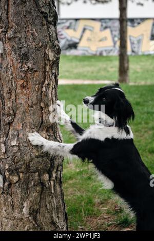 Ein schwarz-weißer Border Collie legt seine Vorderpfoten auf einen Baumstamm und posiert. Ein kluger Hund macht im Frühling clevere Tricks im Park Stockfoto