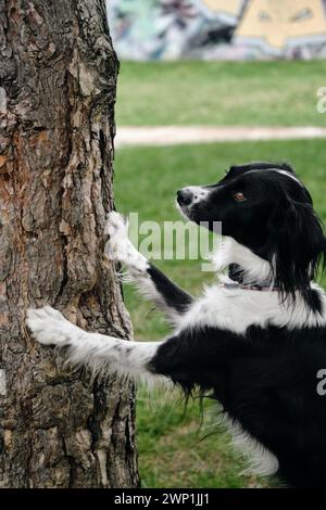 Ein schwarz-weißer Border Collie legt seine Vorderpfoten auf einen Baumstamm und posiert. Ein kluger Hund macht im Frühling clevere Tricks im Park Stockfoto