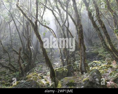 Portugal. März 2023. Flechten hängen an Bäumen im Lorbeerwald in der Nähe des Plateaus Paul da Serra im Westen der Atlantikinsel Madeira, einer autonomen Region Portugals. Laurisilva von Madeira ist ein Schutzgebiet für den Lorbeerwald auf Madeira. Seit 1999 gehört sie zum UNESCO-Weltkulturerbe. Quelle: Beate Schleep/dpa/Alamy Live News Stockfoto