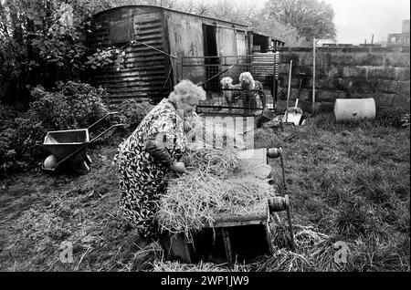 Welpenzucht Wales 1989. Zwei alte englische Schäferhunde und ihr Züchter. 1980er Jahre Carmarthen UK HOMER SYKES Stockfoto