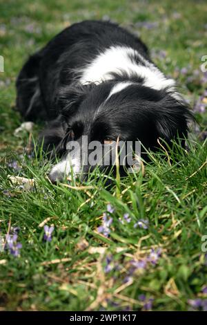 Der schwarz-weiße Border Collie hat seinen Kopf auf dem grünen Gras mit wilden Blumen und posiert mit traurigen braunen Augen. Ein entzückender, kluger Hund tritt auf Stockfoto