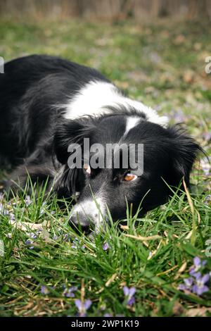 Der schwarz-weiße Border Collie hat seinen Kopf auf dem grünen Gras mit wilden Blumen und posiert mit traurigen braunen Augen. Ein entzückender, kluger Hund tritt auf Stockfoto