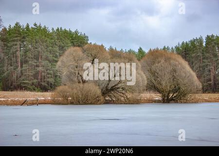 Wunderschöner Blick auf das Seeufer mit trockenen Bäumen im Winter. Stockfoto