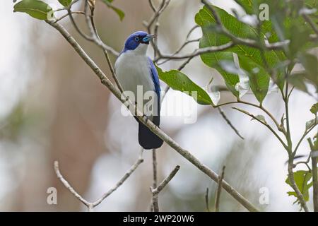 Madagaskar Blue Vanga, Ranomafana Nationalpark, Madagaskar, November 2023 Stockfoto